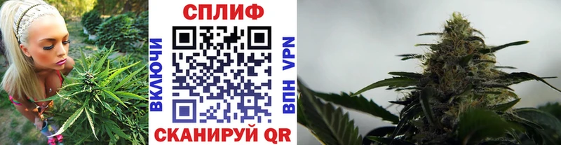 МАРИХУАНА план  Кизляр 